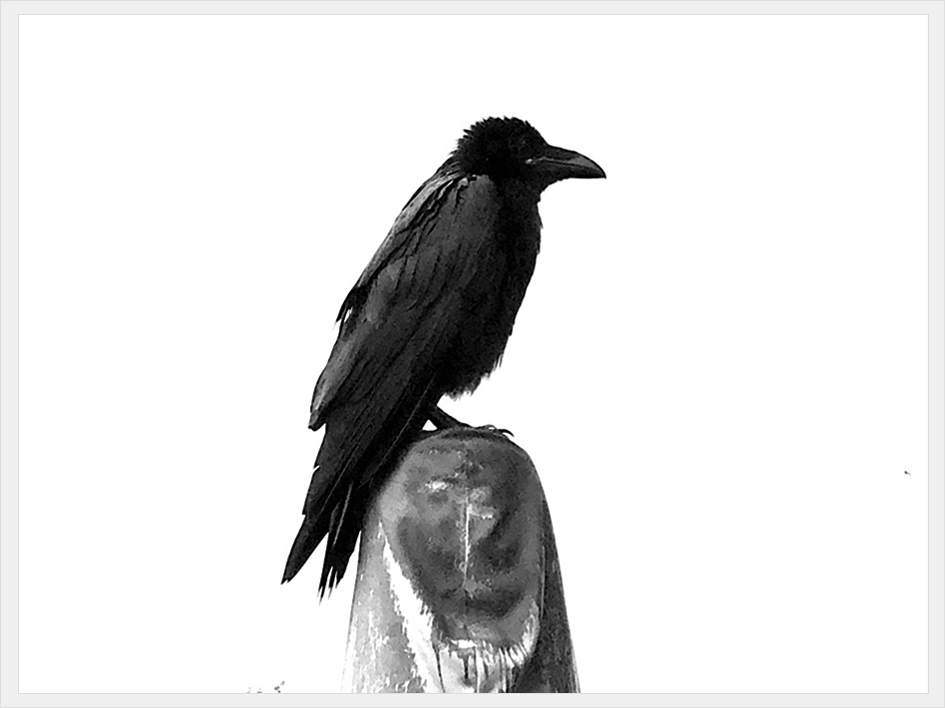 Crow